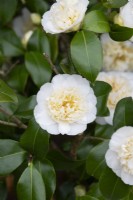 Camellia x williamsii 'Jaune du Jury' 