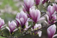 Magnolia x soulangeana 'Etienne Soulange-Bodin' 