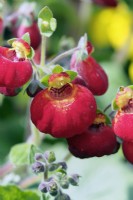 calceolaria Rouge Jaune 