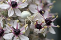 Araignée crabe sur les fleurs d'Aliium 
