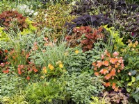 Un mélange de plantes annuelles informelles ajoute de la couleur au parterre de fleurs en octobre. Fleurs orange de Begonia Cascade avec Houttuynia panaché aux côtés d'Anthericum ressemblant à de l'herbe. Assortiment de Plectranthus à l'arrière, devant, Cyperus prolifer propre, automne octobre 