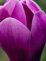 Magnolia 'Apollo' ouvrant ses fleurs à la mi-mars 