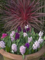 Jacinthes en fleurs dans des pots en pot mi-mars début printemps 