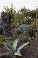 Le jardin de cactus et de plantes grasses du jardin botanique de Madère. Été. 
