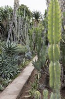 Un mince sentier traverse le jardin de succulentes et de cactus du jardin botanique de Madère. Été. 