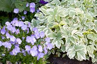 Combinaison avec des plantes couvre-sol, des mauvaises herbes et des violettes, Aegopodium podagraria Variegata, Viola cornuta 