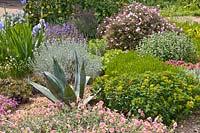 Jardin de gravier, Helianthemum, Santolina, Iris barbata Jane Phillips, Agave, Cistus Grayswood Pink 