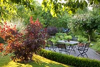 Terrasse avec sièges, buisson à perruque et saule, Cotinus coggygria, Salix integra Hakuro Nishiki 