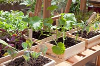 Cultiver des plants de légumes 