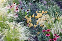 Lit d'échinacées et d'herbes à plumes, Echinacea purpurea Twilight, Stipa tenuissima 