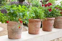 Fraises et cerfeuil en pot, Fragaria, Anthriscus cerefolium 