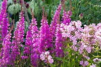 Salicaire et fleur de flamme, Lythrum virgatum Dropmore Purple, Phlox paniculata Peppermint Twist 