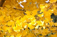 Feuilles d'automne sur un arbre à feuilles en éventail, Ginkgo biloba Tit 