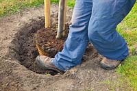 Étape par étape, plantez un arbre fruitier, remplissez le terreau et enfilez votre talon, Cydonia oblonga Vranja 