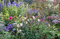 Vivaces et dahlias en automne, Agastache, Persicaria, Aconitum, Dahlia Melody Harmony, Aster 