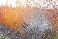 Saules en hiver, Salix alba 