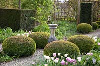 Jardin à la française avec tulipes, Tulipa Synaeda Amor, Tulipa Shirley, Tulipa Lilac Cup 