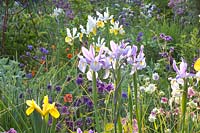 Iris hollandais, Iris hollandica, Aquilegia, Geum 