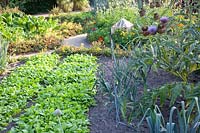 Lit de salade d'épinards, roquette, poireau, capucine, Spinacia oleracea, Eruca sativa, Allium porrum, Tropaeolum majus 