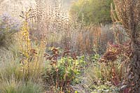 Zone de steppe en automne, Sedum Herbstfreude, Aster sedifolius, Festuca mairei, Phlomis russeliana, Verbascum densiflorum, Salvia 