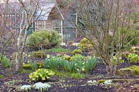 Jardin en hiver, Narcisse,Helleborus orientalis Double Primrose, Iris reticulata Katherine Hodgkin 