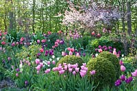 Lit de tulipes, buis et prunier nain, Tulipa, Buxus, Prunus cistena 