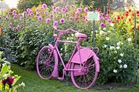 Vieux vélo dans le jardin de dahlia, Dahlia Baby Weiss, Dahlia Blaumeise 