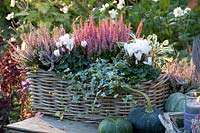 Boîte de balcon avec bruyère, Calluna vulgaris Pink Madonna, Calluna vulgaris Gina, Hedera helix, Cyclamen persicum, Salvia officinalis Tricolor 