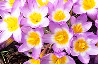 Crocus portrait 