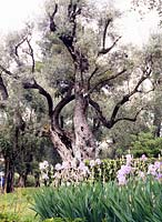 Jardin Auguste Renoir 