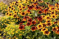 Portrait d'échinacée et de Sterntaler, Rudbeckia hirta Cordoba, Melampodium paludosum Golden Globe 