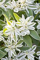 Euphorbe portrait, glaçons Euphorbia marginata 