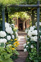Allée de jardin avec hortensias boule, Hydrangea arborescens Annabelle 