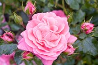 Portrait Rose, le baroque fleuri de Rose Noack 