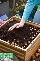 Boîte à plantes femme avec fleurs à bulbes 