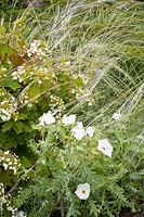 Combinaison d'herbe et d'hortensia, Stipa barbata, Hydrangea quercifolia 