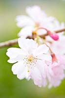 Cerisier d'hiver portrait, Prunus subhirtella Autumnalis Rosea 