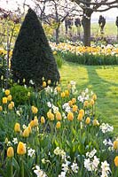Jonquilles et tulipes 
