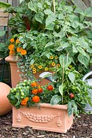 Légumes et fleurs en pots 