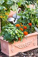 Légumes et fleurs dans la boîte du balcon 
