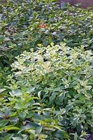 Lit d'herbes aromatiques, sauge ananas, menthe, basilic, Salvia rutilans, Mentha spicata, Mentha suaveolen, Ocimum basilicum African Blue 