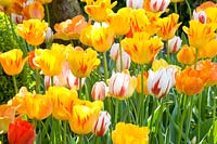 Tulipes en jaune et orange 