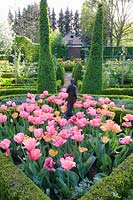 Jardin à la française avec tulipes, Tulipa Daydream, Tulipa Pink Impression 