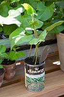 Cultiver un haricot en conserve, Phaseolus vulgaris 