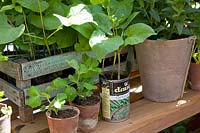 Cultiver des haricots et des pois, Phaseolus vulgaris, Pisum sativum 