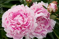 Portrait pivoine, Paeonia lactiflora Sarah Bernhardt 