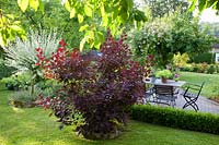 Terrasse avec sièges, buisson à perruque et saule, Cotinus coggygria, Salix integra Hakuro Nishiki 