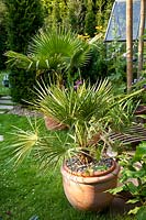 Palmier de chanvre en pot 
