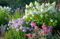 Combinaison d'hortensia paniculé et de phlox, Hydrangea paniculata Limelight, Phlox douglasii 