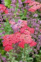 Combinaison d'achillée millefeuille et de sauge, Achillea millefolium Red Velvet, Salvia verticillata Purple Rain 